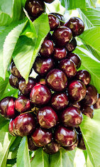 2kg Premium 30mm+ Sweet Red Cherries (Delivery post-Christmas- FREE SHIPPING)