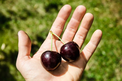 1kg Premium 30mm+ Sweet Red Cherries (Delivery pre-Christmas- FREE SHIPPING)