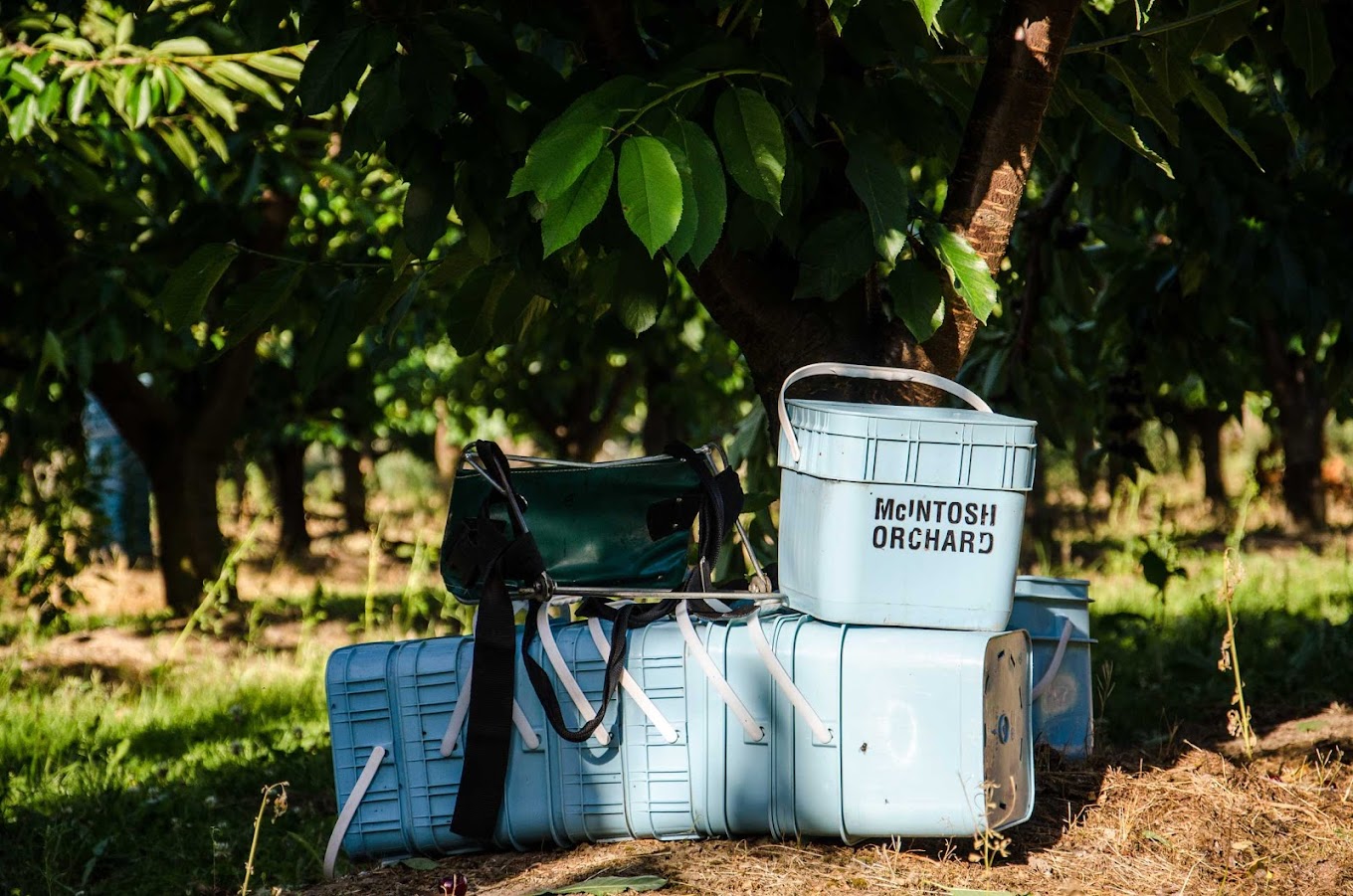 1kg Premium 30mm+ Sweet Red Cherries (Delivery Post-Christmas- FREE SHIPPING)