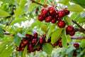 1kg Premium 30mm+ Sweet Red Cherries (Delivery pre-Christmas- FREE SHIPPING)