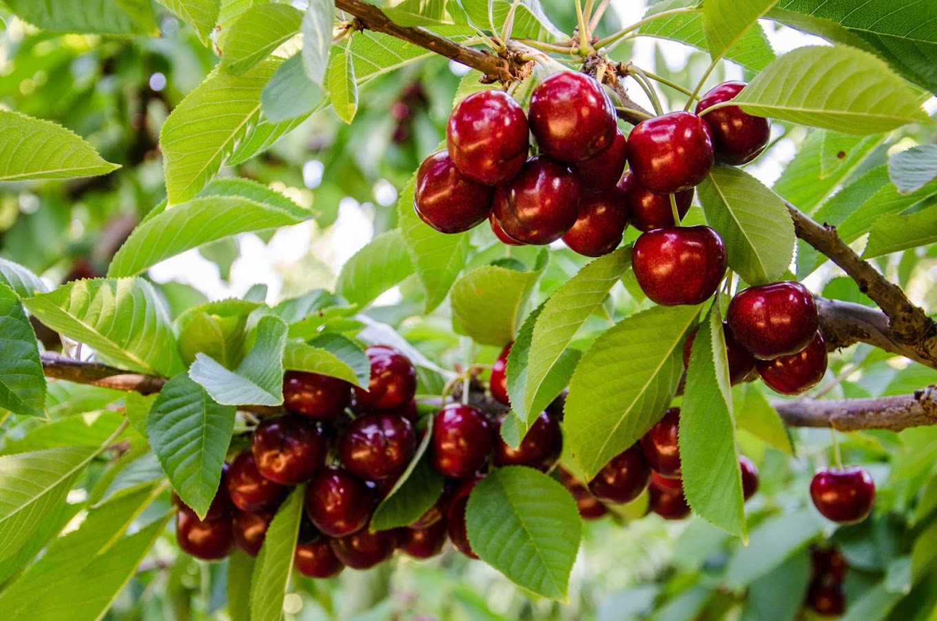 1kg Premium 30mm+ Sweet Red Cherries (Delivery Post-Christmas- FREE SHIPPING)