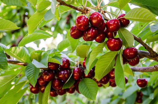 1kg Premium 30mm+ Sweet Red Cherries (Delivery Post-Christmas- FREE SHIPPING)