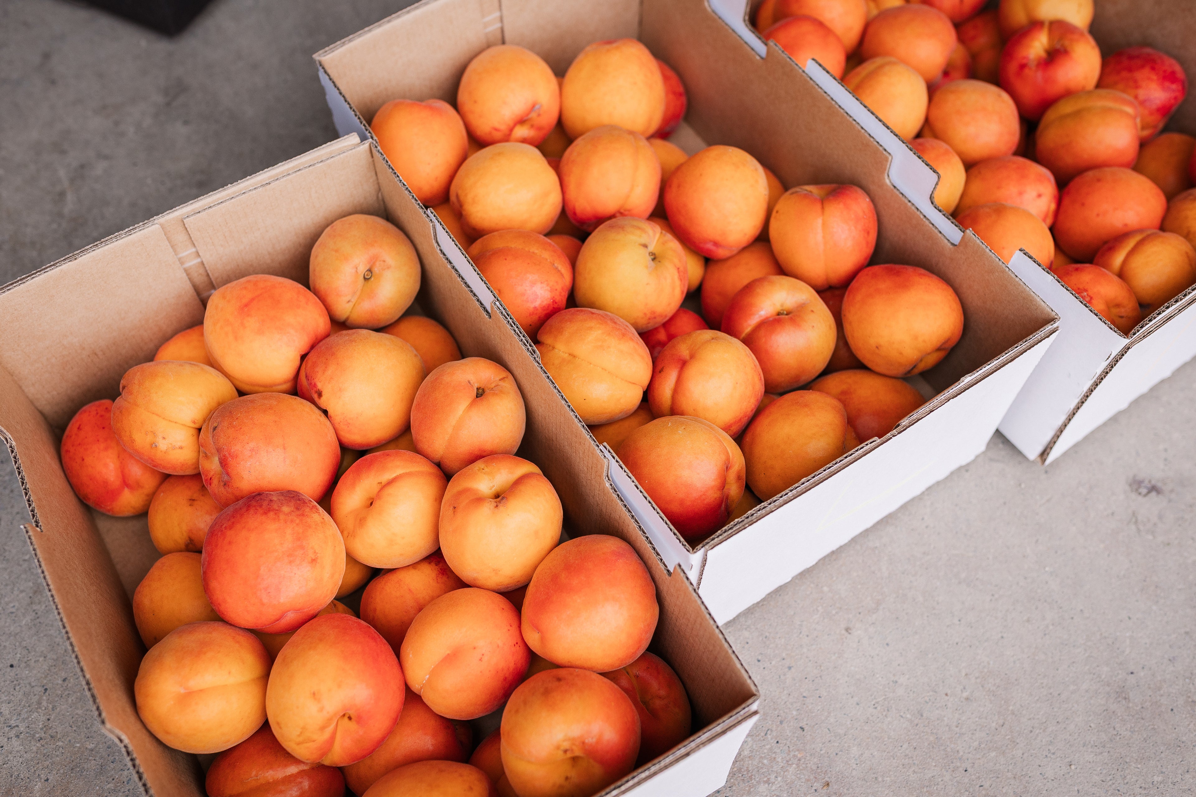 Apricots