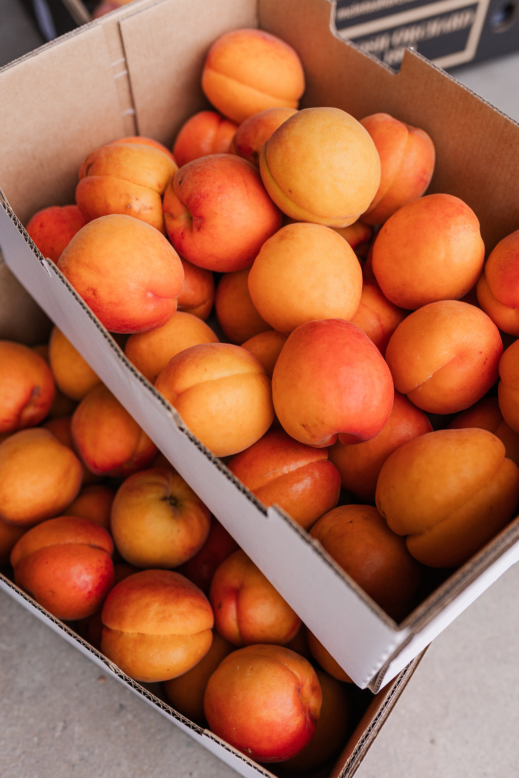 Apricots
