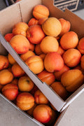 Apricots