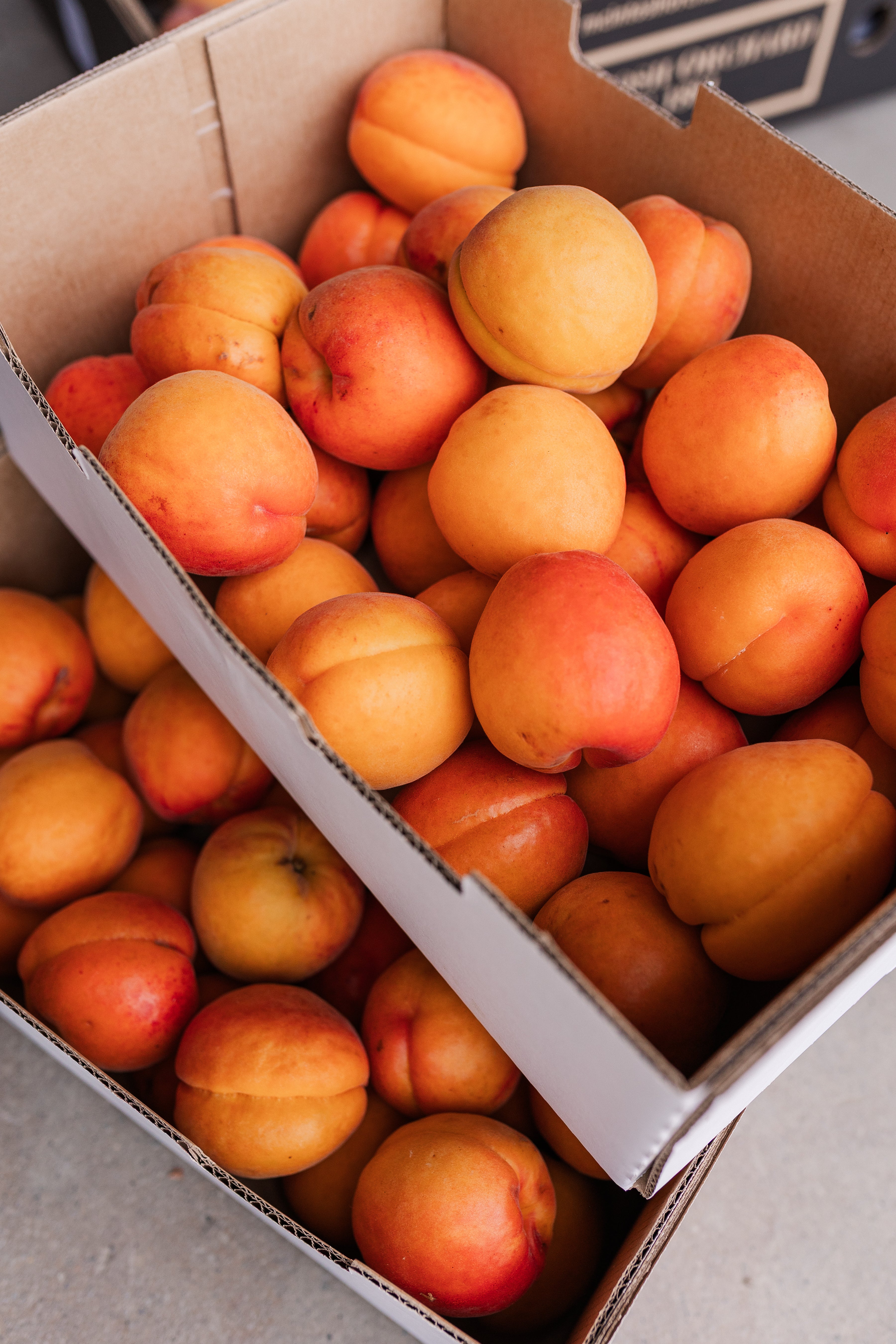 Apricots