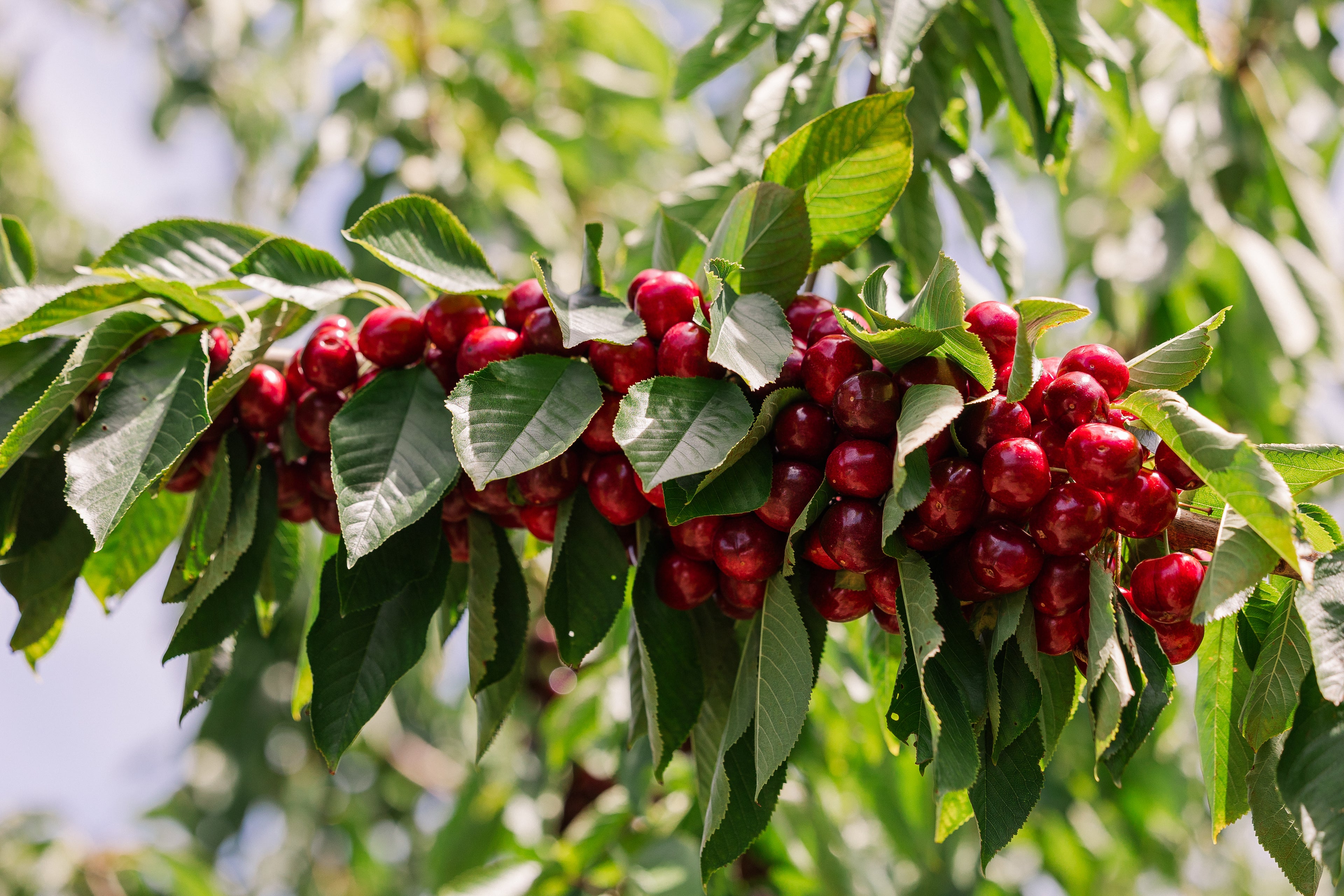 1kg Premium 30mm+ Sweet Red Cherries (Delivery pre-Christmas- FREE SHIPPING)