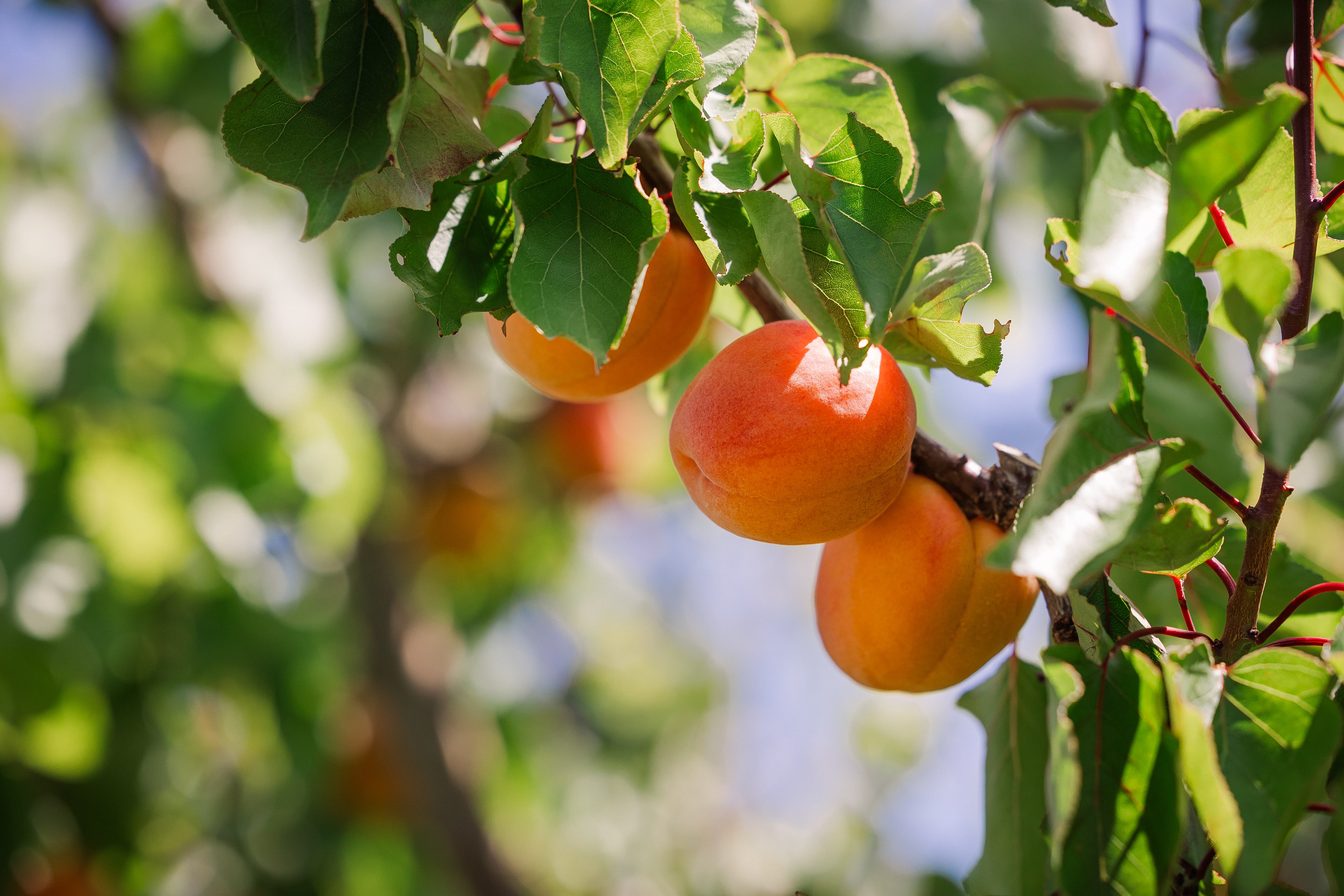 Apricots